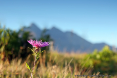 Tatry